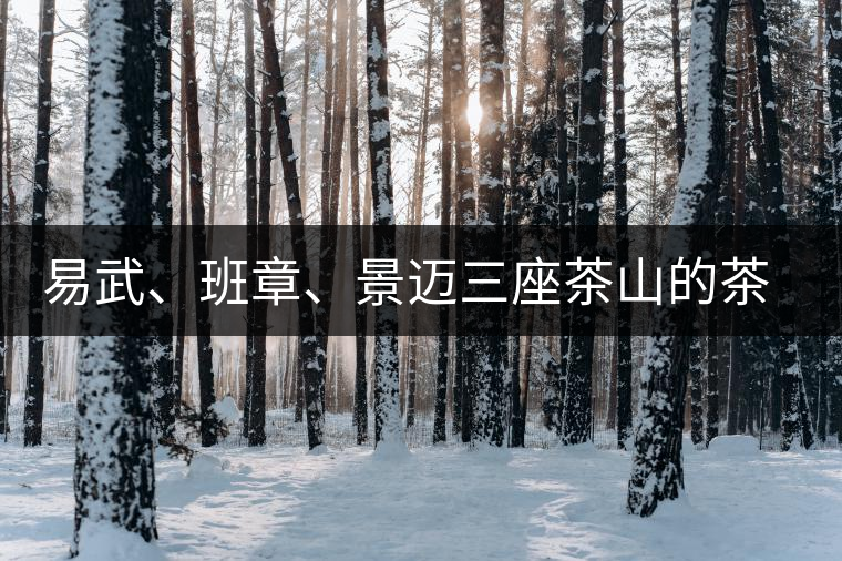 易武、班章、景邁三座茶山的茶比較