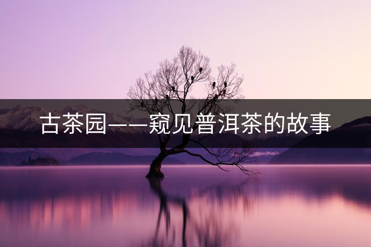 古茶園——窺見普洱茶的故事