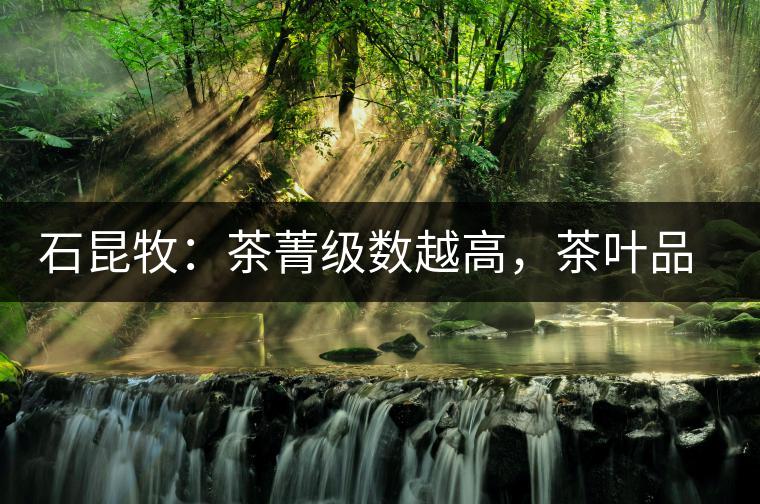 石昆牧：茶菁級(jí)數(shù)越高，茶葉品質(zhì)就越好？