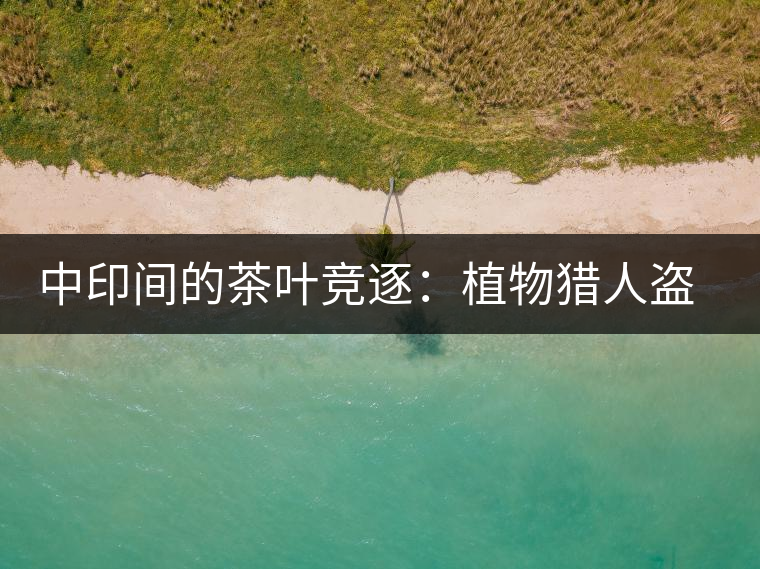 中印間的茶葉競逐：植物獵人盜走中國茶種，改變世界茶葉貿(mào)易版圖