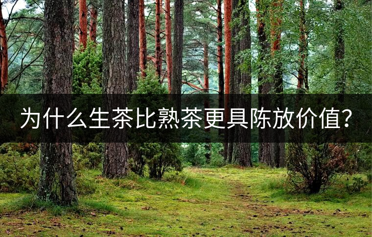 為什么生茶比熟茶更具陳放價值？