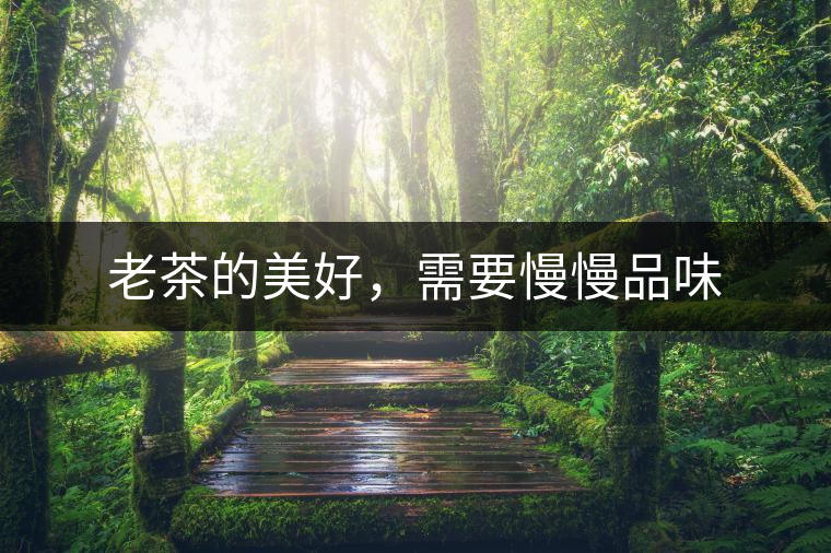老茶的美好，需要慢慢品味