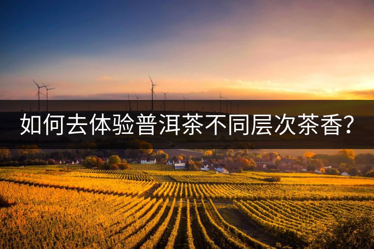 如何去體驗(yàn)普洱茶不同層次茶香？
