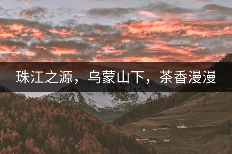 珠江之源，烏蒙山下，茶香漫漫