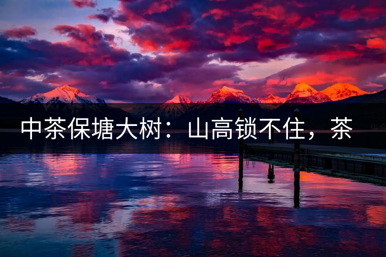 中茶保塘大樹：山高鎖不住，茶好名自傳