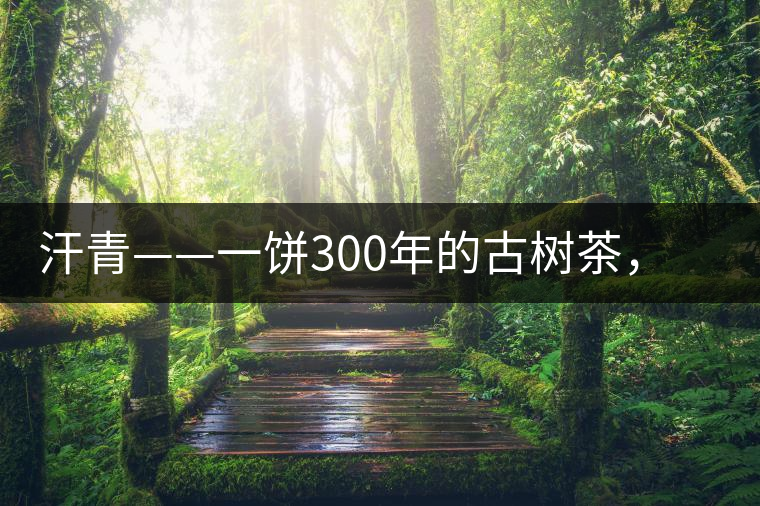 汗青——一餅300年的古樹茶，教您如何品鑒它的真諦