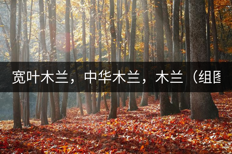 寬葉木蘭，中華木蘭，木蘭（組圖）