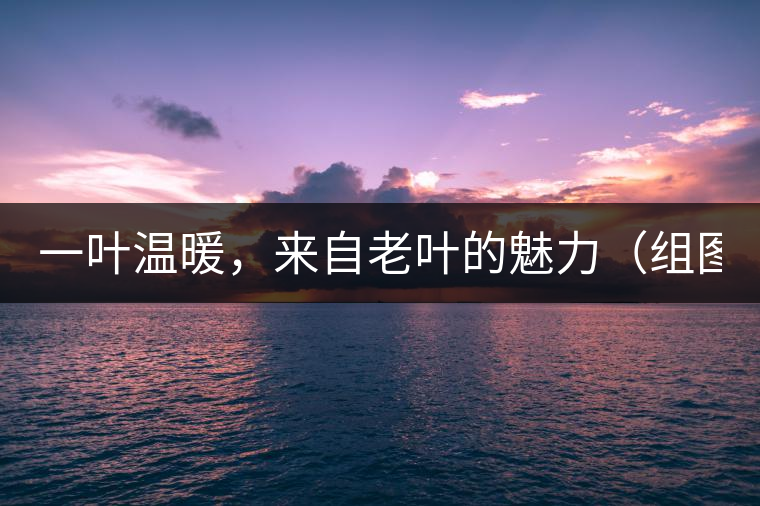 一葉溫暖，來自老葉的魅力（組圖）