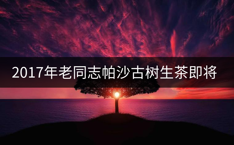 2017年老同志帕沙古樹(shù)生茶即將上市