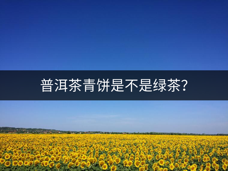 普洱茶青餅是不是綠茶？