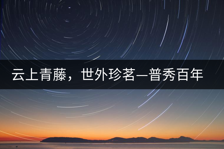 云上青藤，世外珍茗—普秀百年藤條茶即將上市