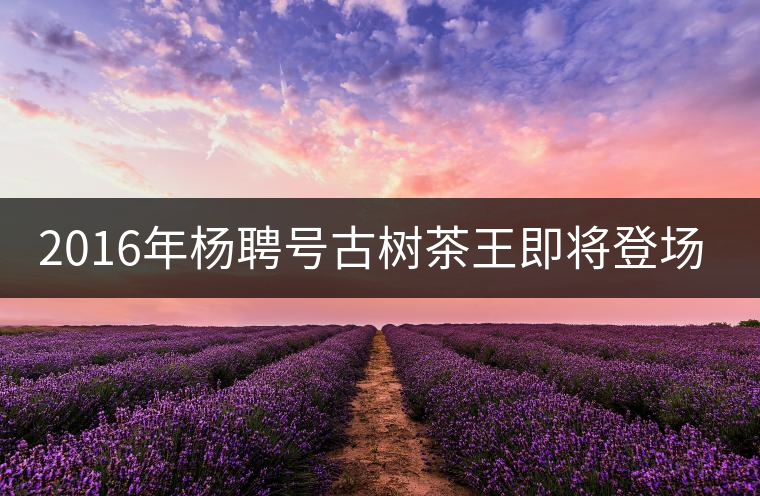 2016年楊聘號古樹茶王即將登場！