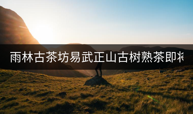 雨林古茶坊易武正山古樹熟茶即將上市！