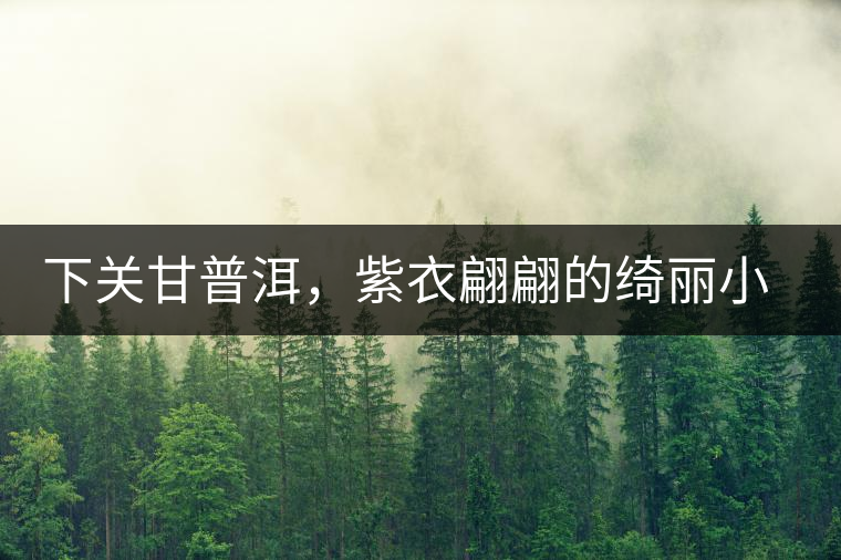 下關甘普洱，紫衣翩翩的綺麗小餅