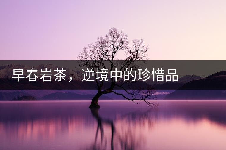 早春巖茶，逆境中的珍惜品——“邦東古樹茶”隆重上市