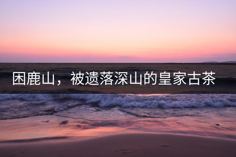 困鹿山，被遺落深山的皇家古茶園