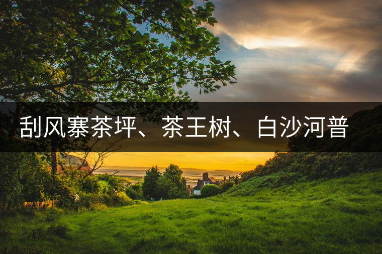刮風寨茶坪、茶王樹、白沙河普洱茶怎么樣
