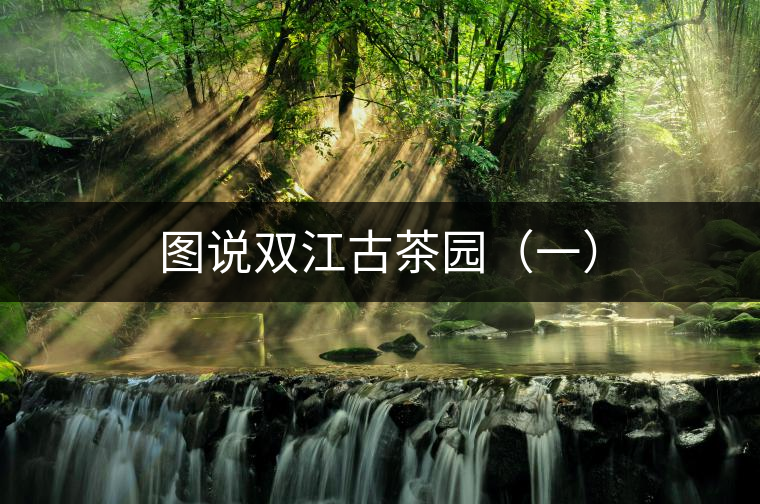 圖說(shuō)雙江古茶園(一) 圖說(shuō)雙江古茶園(一)