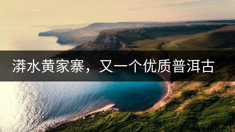 漭水黃家寨，又一個優(yōu)質(zhì)普洱古樹群落