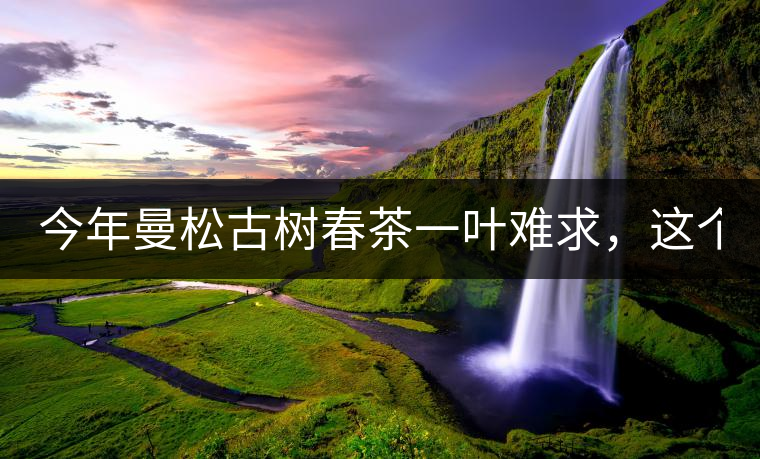 今年曼松古樹春茶一葉難求，這個鍋真不該茶商背!