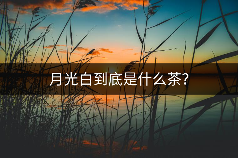 月光白到底是什么茶？
