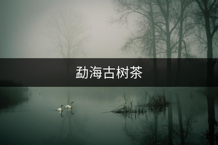 勐海古樹(shù)茶