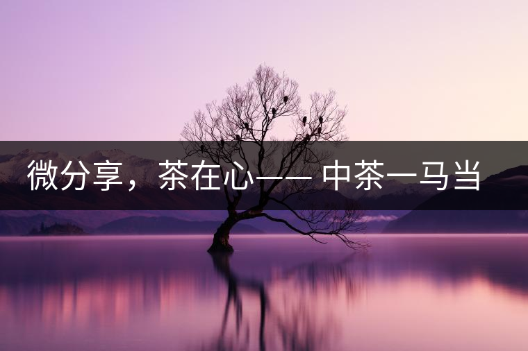 微分享，茶在心—— 中茶一馬當(dāng)先
