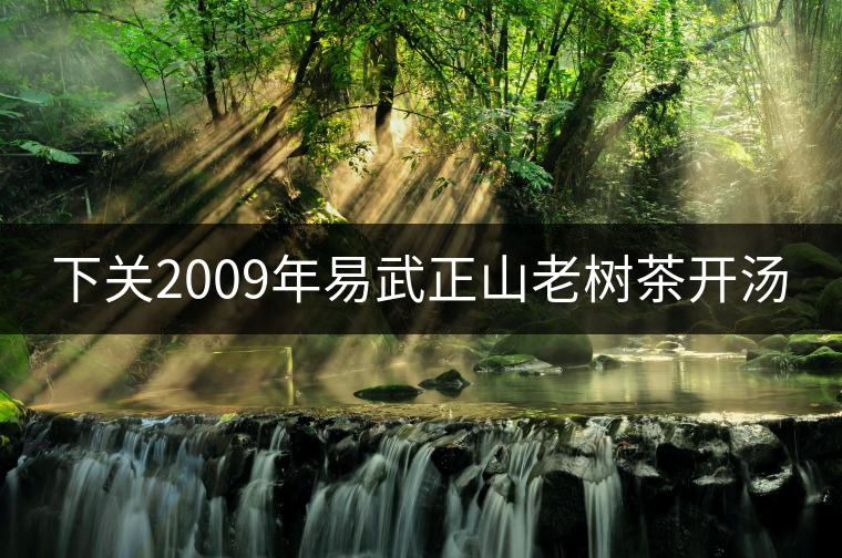 下關(guān)2009年易武正山老樹茶開湯