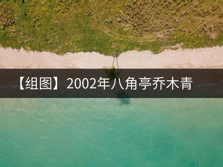 【組圖】2002年八角亭喬木青餅開(kāi)湯 【組圖】2002年八角亭喬木青餅開(kāi)湯