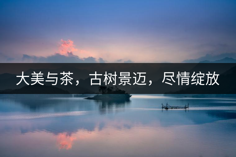 大美與茶，古樹景邁，盡情綻放