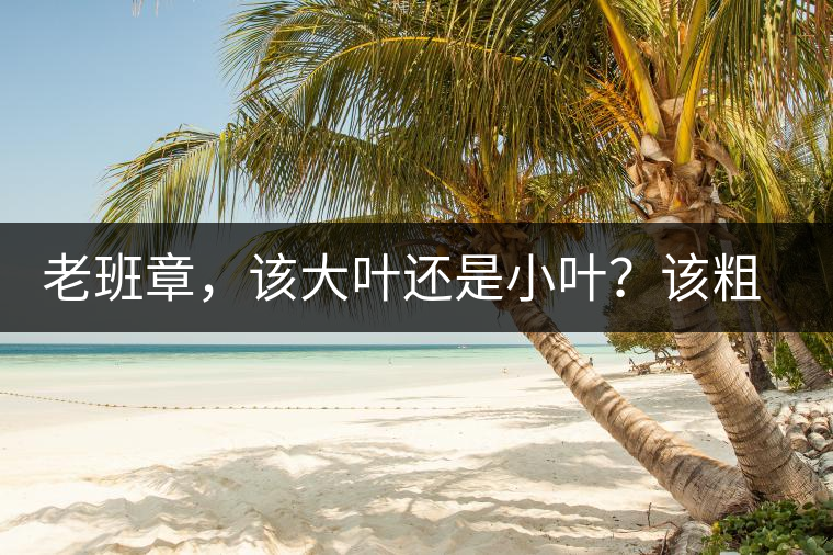 老班章，該大葉還是小葉？該粗老還是細(xì)嫩？