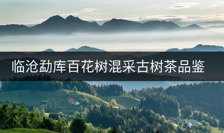 臨滄勐庫百花樹混采古樹茶品鑒報告