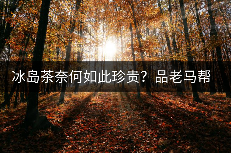 冰島茶奈何如此珍貴？品老馬幫之“冰島老寨”，答案在這里！