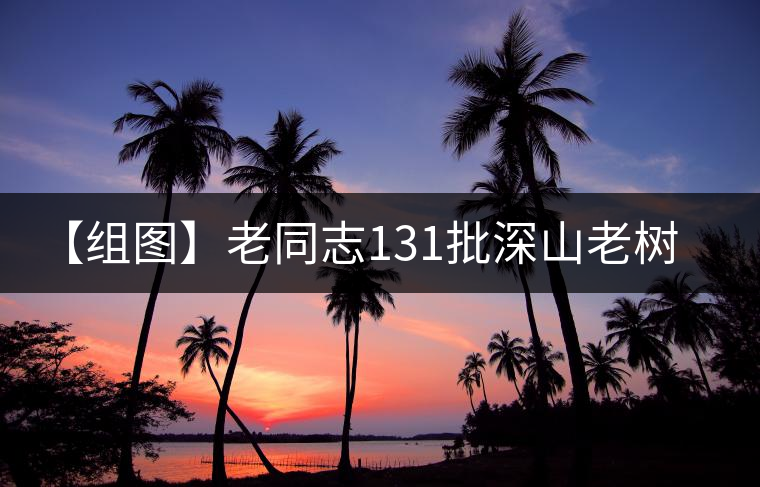 【組圖】老同志131批深山老樹茶開湯 【組圖】老同志131批深山老樹茶開湯