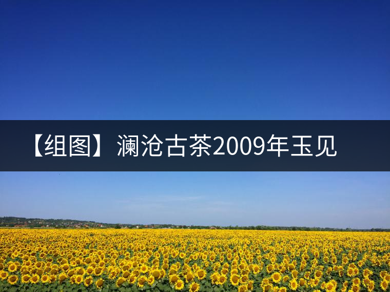 【組圖】瀾滄古茶2009年玉見金牛磚茶開湯