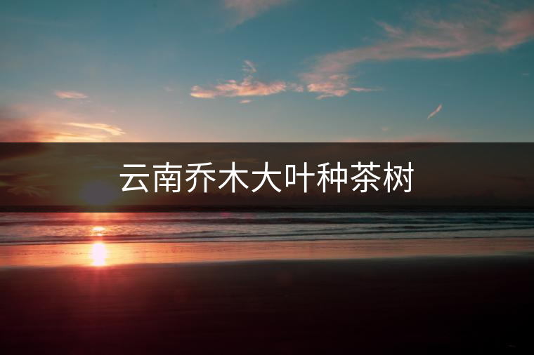 云南喬木大葉種茶樹
