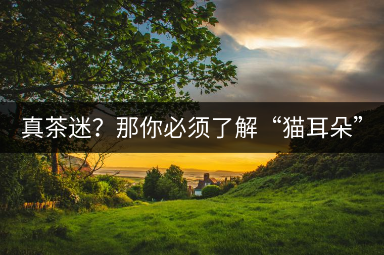 真茶迷？那你必須了解“貓耳朵”