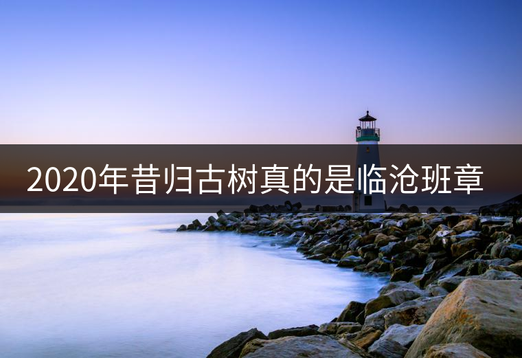 2020年昔歸古樹(shù)真的是臨滄班章嗎？