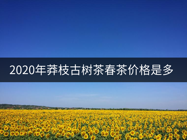 2020年莽枝古樹茶春茶價(jià)格是多少錢？
