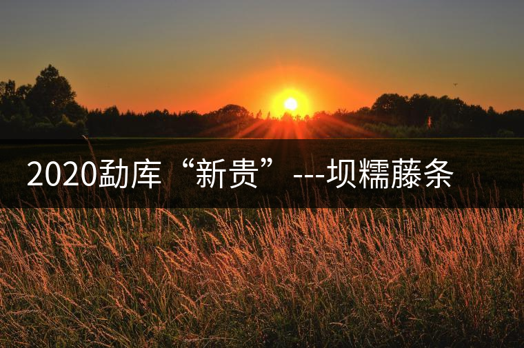 2020勐庫“新貴”---壩糯藤條茶，是如何一夜爆紅的？