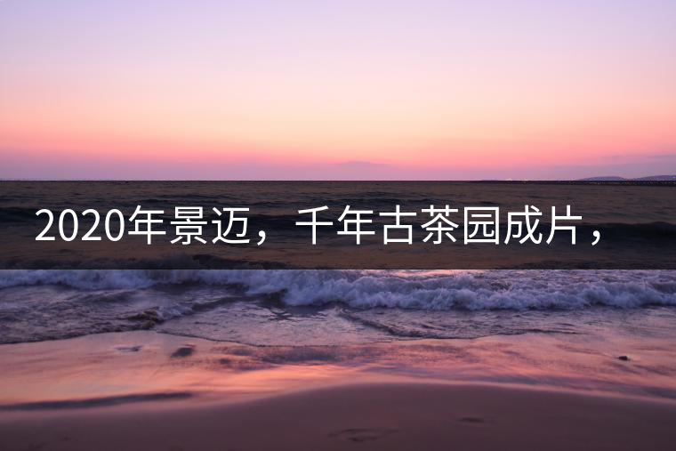 2020年景邁，千年古茶園成片，蘭花香堪稱一絕！