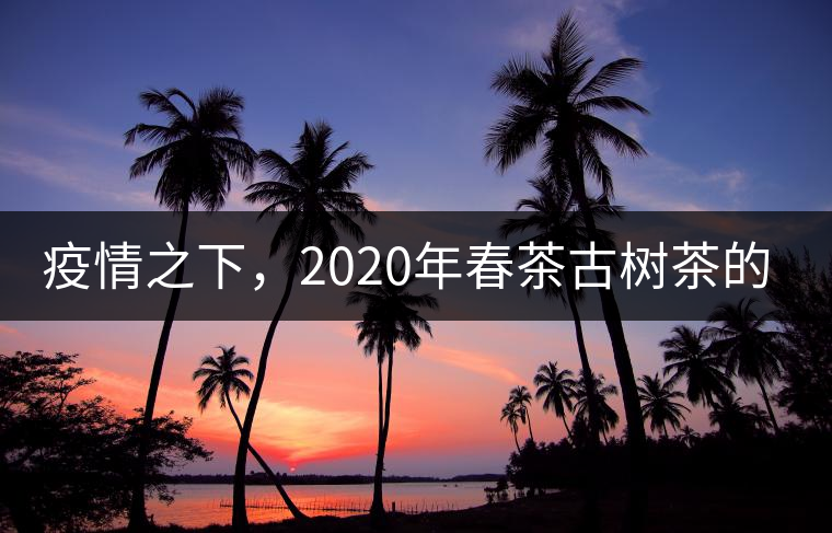 疫情之下，2020年春茶古樹茶的價格