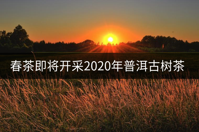 春茶即將開(kāi)采2020年普洱古樹(shù)茶資源奉獻(xiàn) 春茶即將開(kāi)采2020年普洱古樹(shù)茶資源奉獻(xiàn)