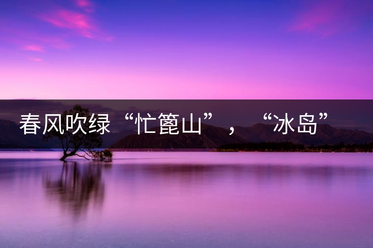 春風(fēng)吹綠“忙篦山”，“冰島”“老寨”春茶香