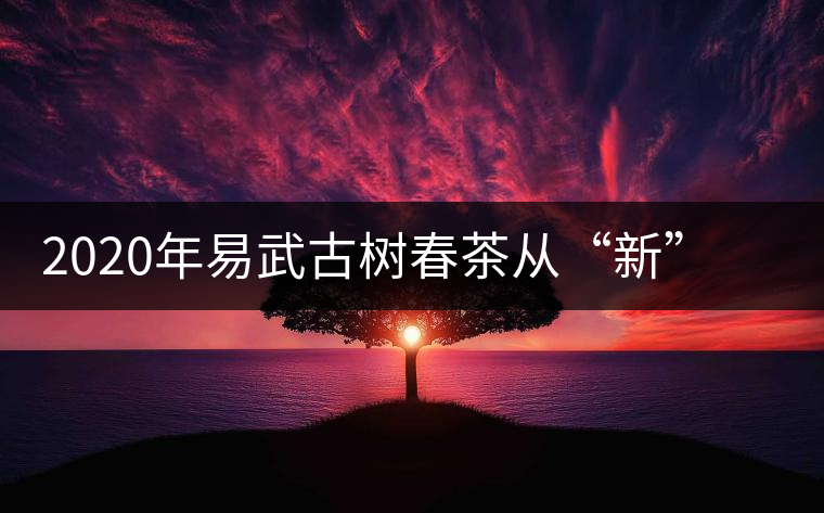 2020年易武古樹春茶從“新”到“老”，如何完成蛻變的？