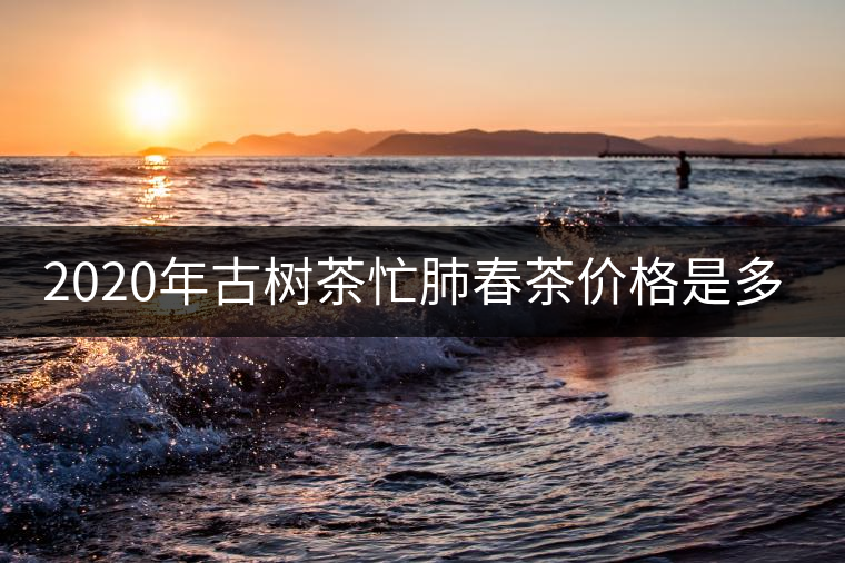 2020年古樹茶忙肺春茶價格是多少？