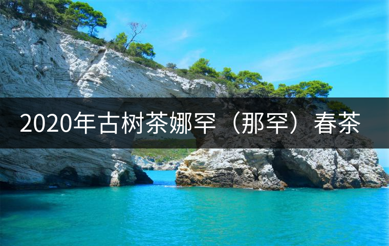 2020年古樹茶娜罕（那罕）春茶價(jià)格是多少？