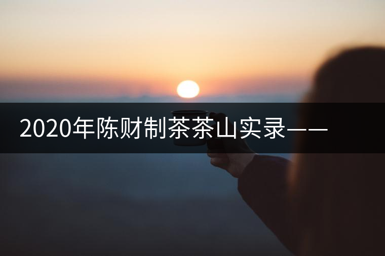 2020年陳財制茶茶山實錄——蟒蛇河畔的蟒王箐