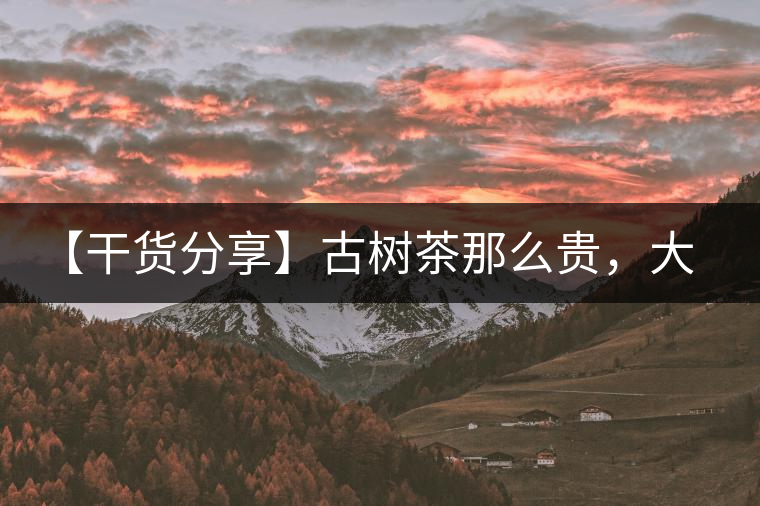 【干貨分享】古樹茶那么貴，大家為什么還在瘋狂追求？