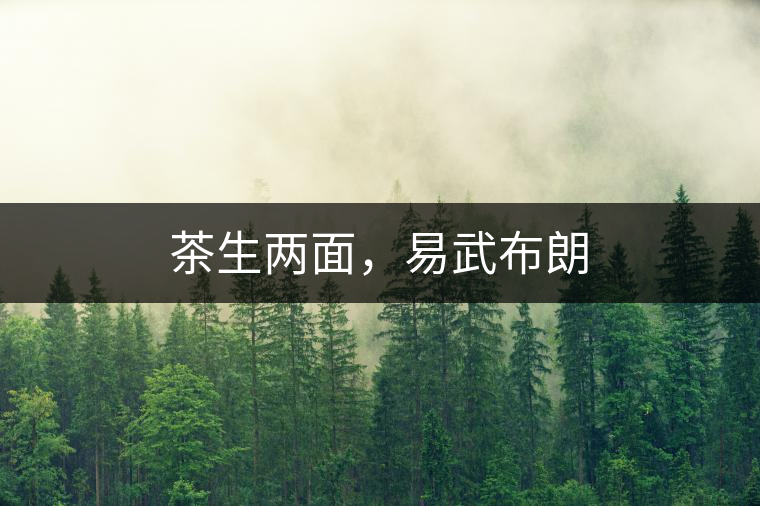 茶生兩面，易武布朗